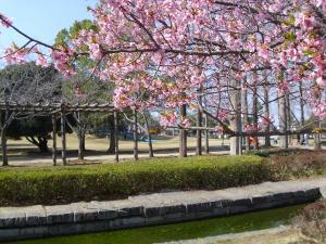 R4.3.17河津桜