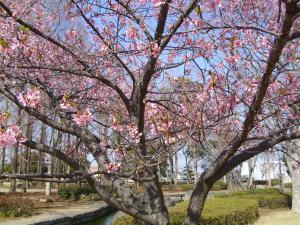 R4.3.17河津桜2