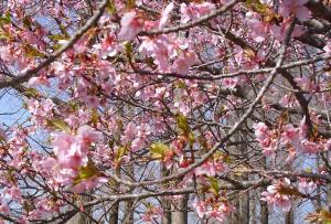 R4.3.17河津桜3