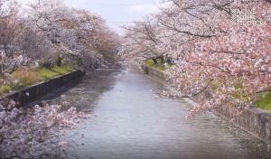 ATTS総集編・桜