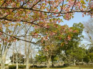 ｒ4.3.24河津桜