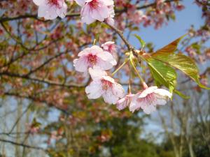 ｒ4.3.24河津桜2