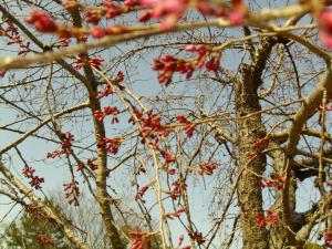 ｒ4.3.24枝垂桜