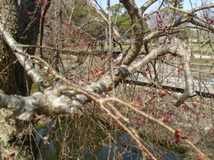 ｒ4.3.24枝垂桜2