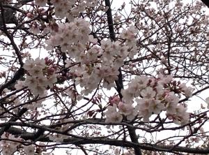 r4.3.29sakura