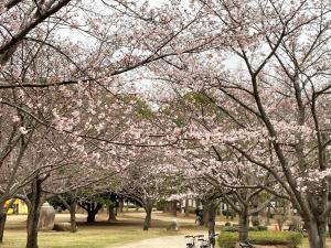 r4.3.29sakura2