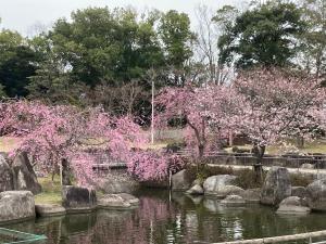r4.3.29sakura3