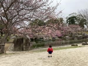 r4.2.29sakura4