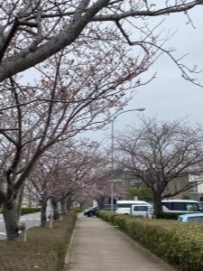r4.3.29sakura5