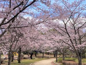 4.1sakura