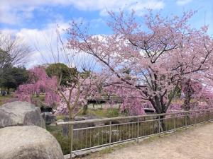 4.1sakura2