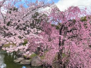 4.1sakura3