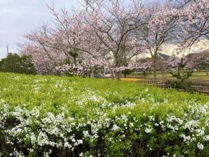 4.1sakura5