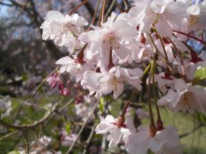 r4.4.10sakura1