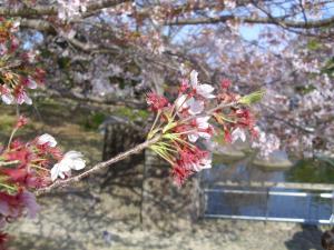r4.4.10sakura2
