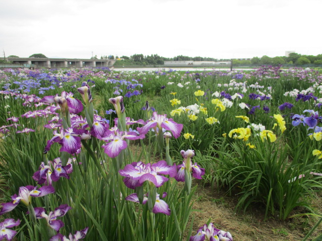 花菖蒲HP用