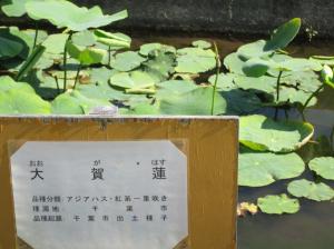 5.29蓮4