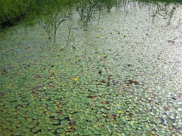 10.21.水生植物園4