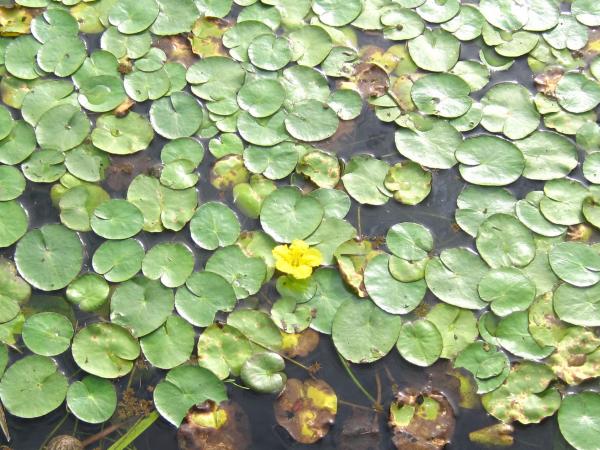 10.21.水生植物園6