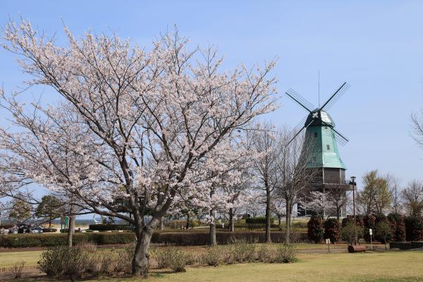 風車(桜)