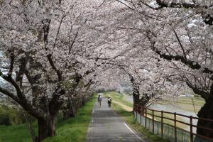 桜の記憶　舞台イメージ