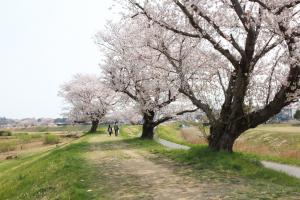 桜の記憶　舞台イメージ2