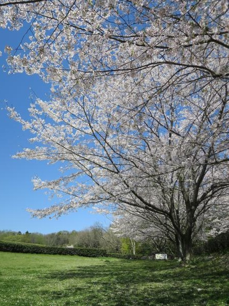桜の開花20240411