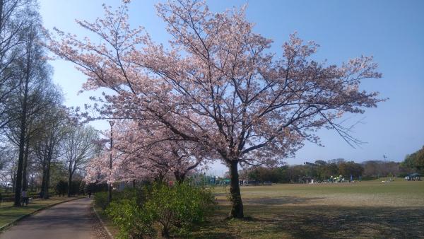 0414桜(1)
