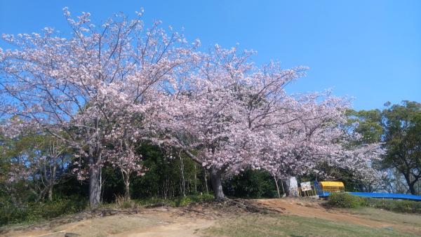 0414桜(5)