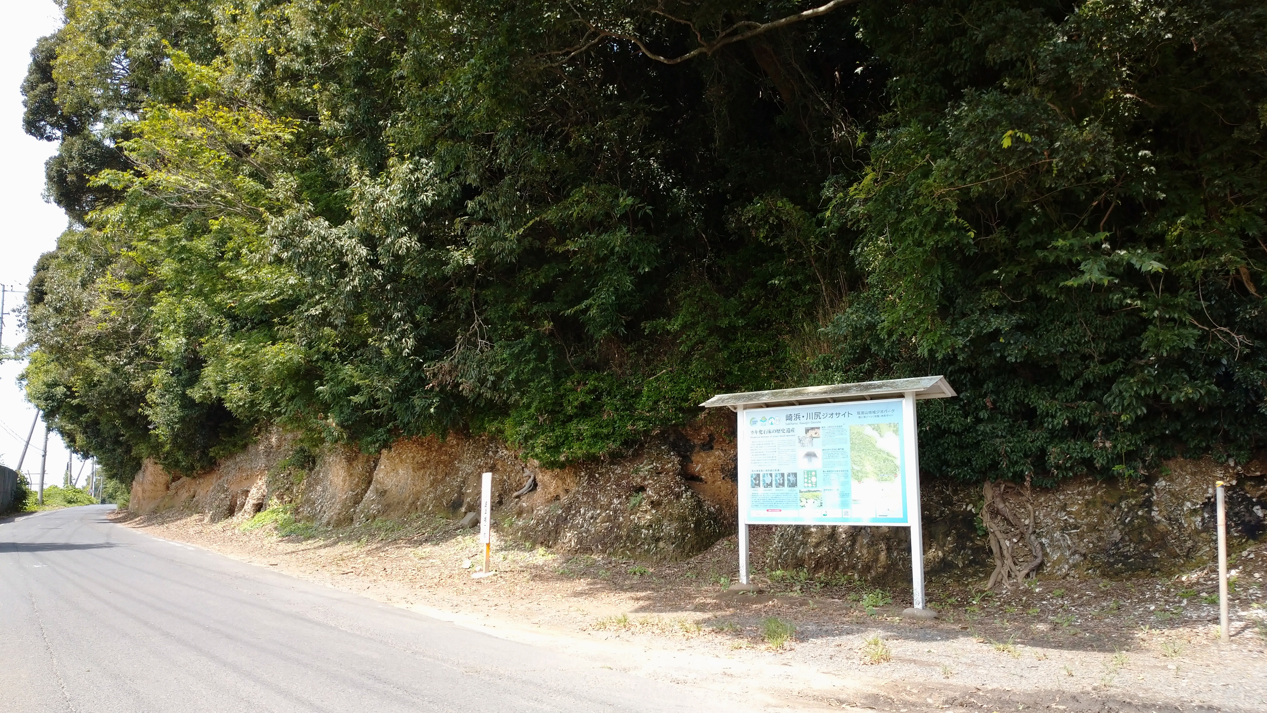 崎浜のカキ化石床