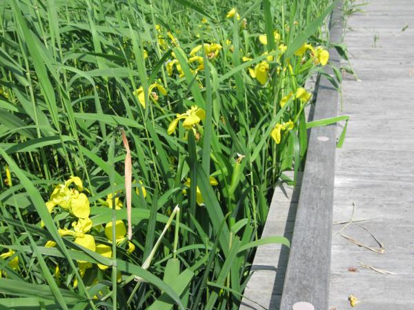 0521黄菖蒲(1)