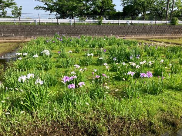 花菖蒲2025.5.21_1