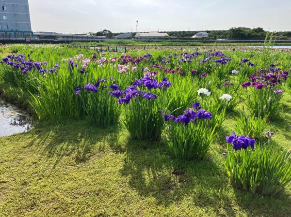 花菖蒲2025.5.21_2