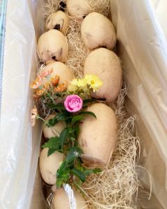 吉田農園　れんこん