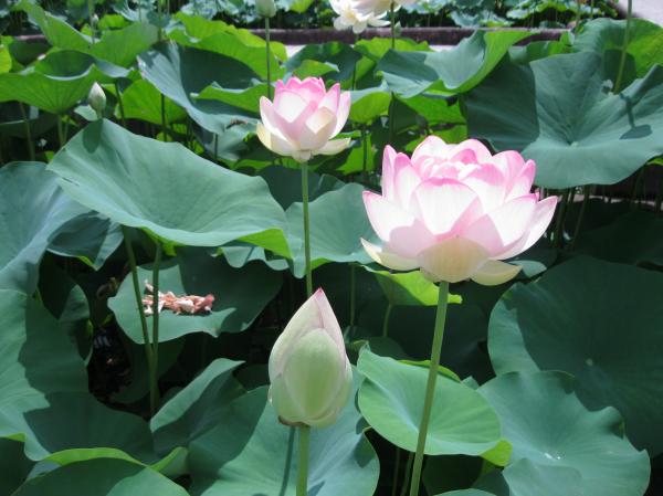 0710花蓮(3)