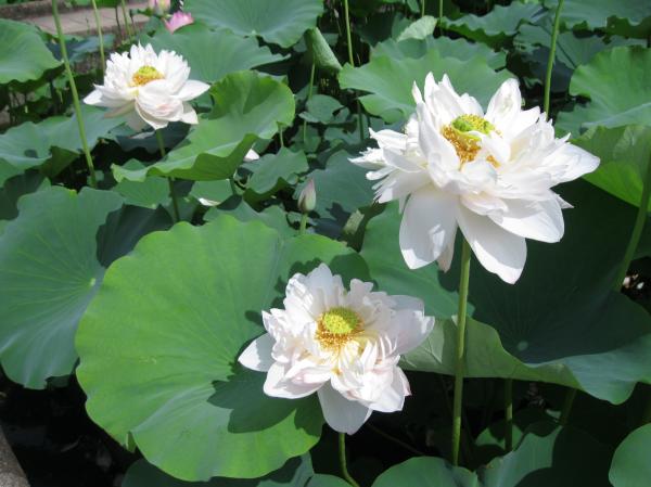 710花蓮(4)