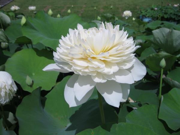 0710花蓮(5)