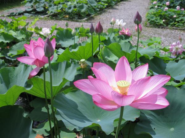 0710花蓮(8)