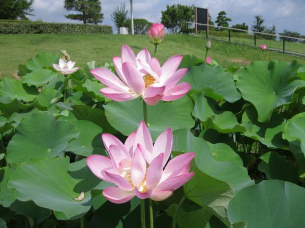 0710花蓮(10)