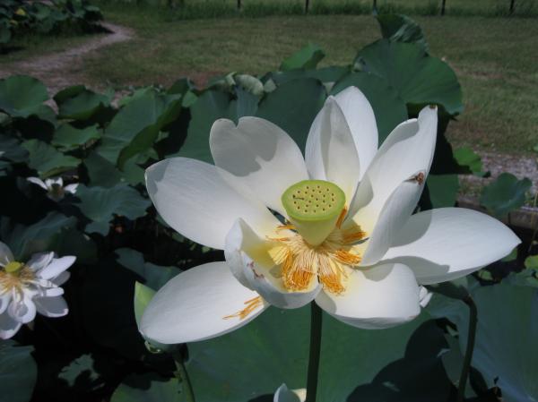 0724花蓮(7)