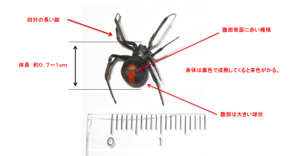 セアカゴケグモ写真