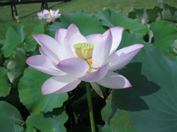 0808花蓮(3)