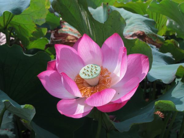 0808花蓮(4)