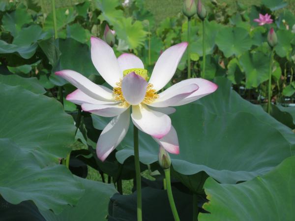 0808花蓮(5)