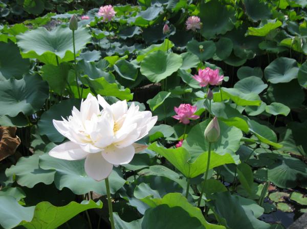 0808花蓮(7)