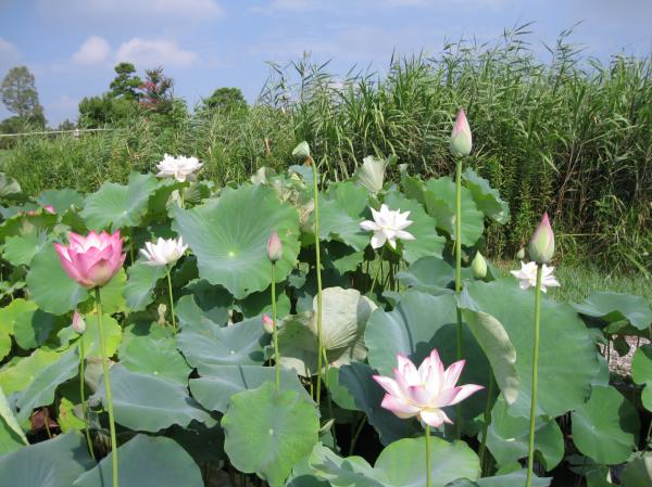 0808花蓮(8)