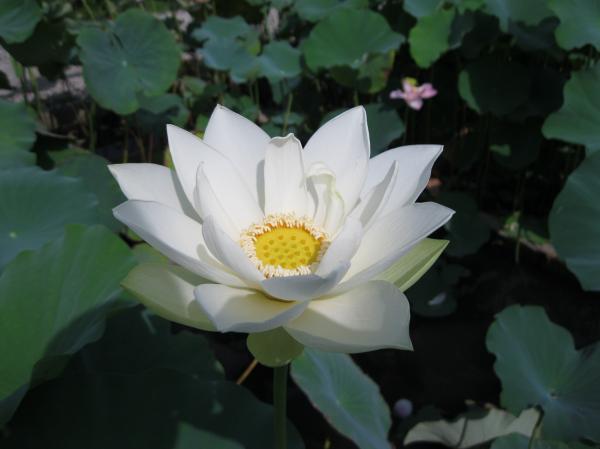 0808花蓮(9)