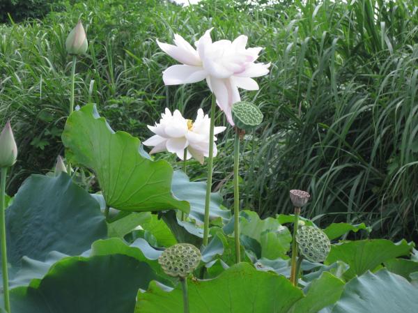 0808花蓮(10)