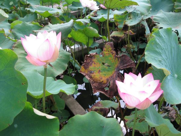0819花蓮(4)
