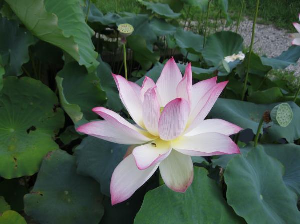 0819花蓮(5)